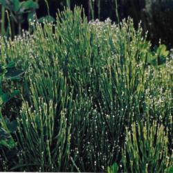 Location: Heathcote Ontario Canada
Date: 2005  late spring
Equisetum  arvense     rings of  black and white stems starting t