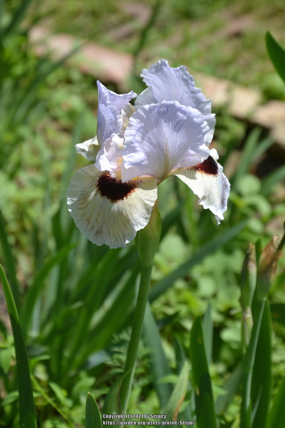 Photo of Arilbred Iris (Iris 'Eyes on You') uploaded by Serjio
