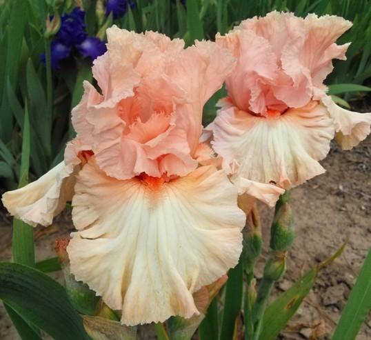 Photo of Tall Bearded Iris (Iris 'Bursting Bubbles') uploaded by Joy
