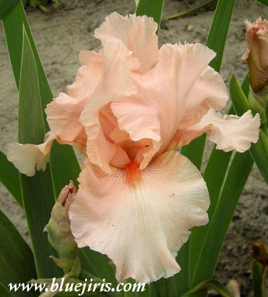 Photo of Tall Bearded Iris (Iris 'Pink Champagne') uploaded by Joy