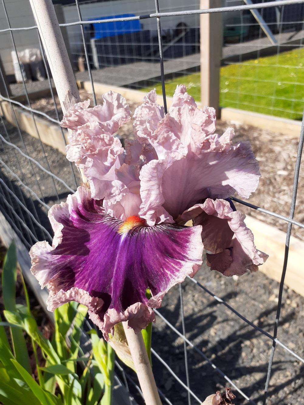 Photo of Tall Bearded Iris (Iris 'Oxford Countess') uploaded by PaulaHocking