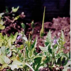 Location: Heathcote Ontario Canada
Date: 2000  summer
Erodium sp   unusual seedpods long beaked