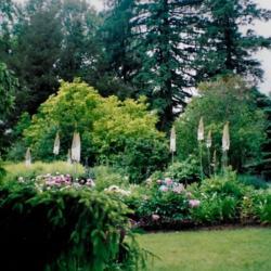 Location: Port Hope Ontario Canada
Date: 2005
Eremurus bungei		beautiful in a garden