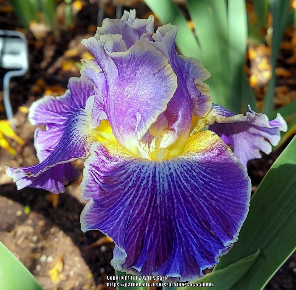 Photo of Tall Bearded Iris (Iris 'Belle Fille') uploaded by cocoajuno