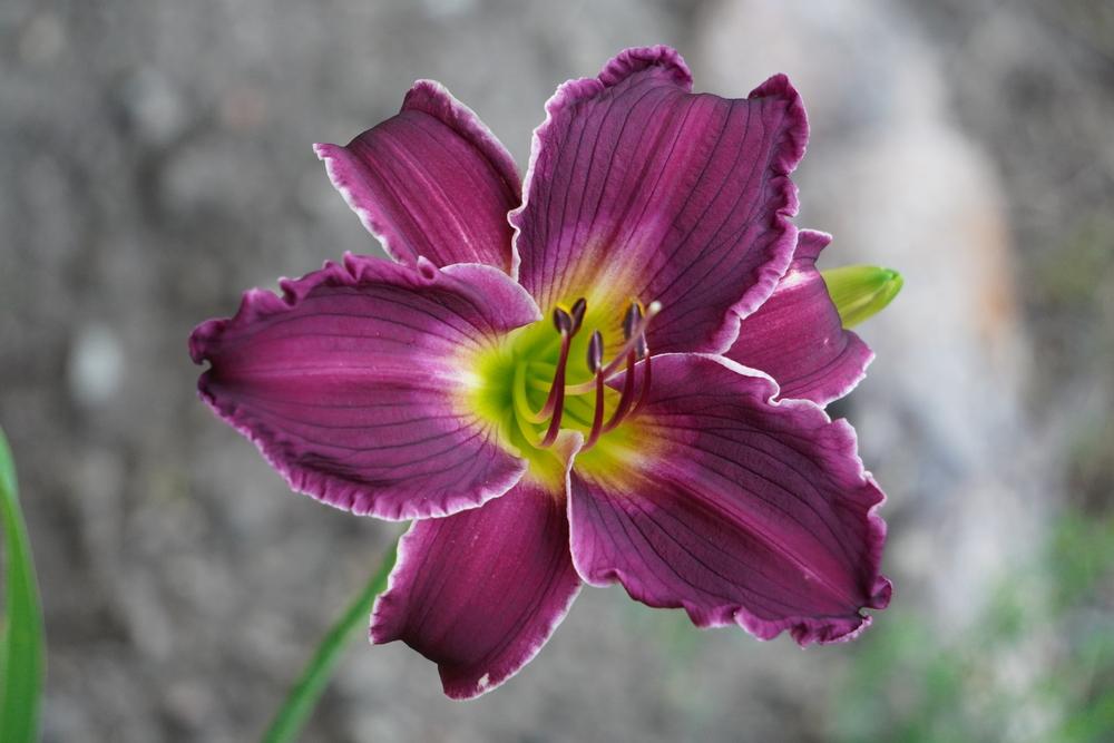 Photo of Daylily (Hemerocallis 'Indian Giver') uploaded by D3LL
