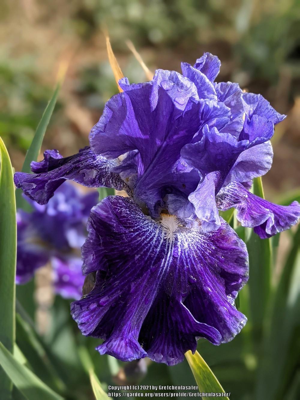 Photo of Tall Bearded Iris (Iris 'Daughter of Stars') uploaded by Gretchenlasater