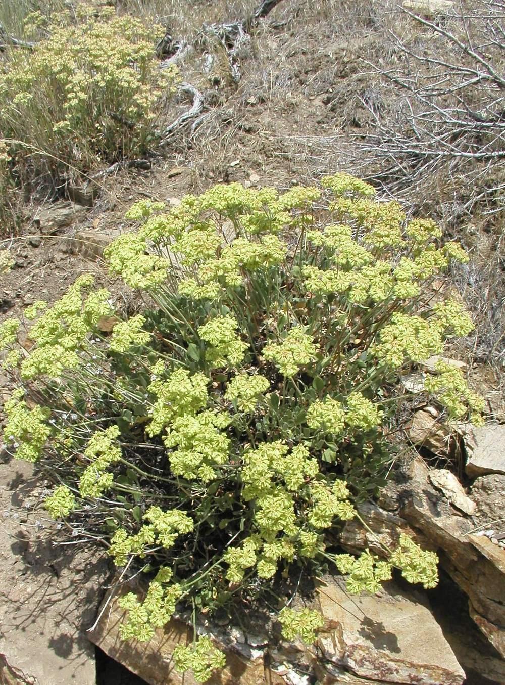Photo of Sulfur Buckwheat (Eriogonum umbellatum) uploaded by HighDesertNatives