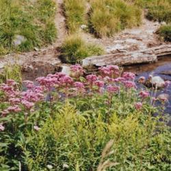 Location: Thornbury Ontario Canada The Beaver river
Date: 2002  July
Eupatorium fistulosum  growing wild