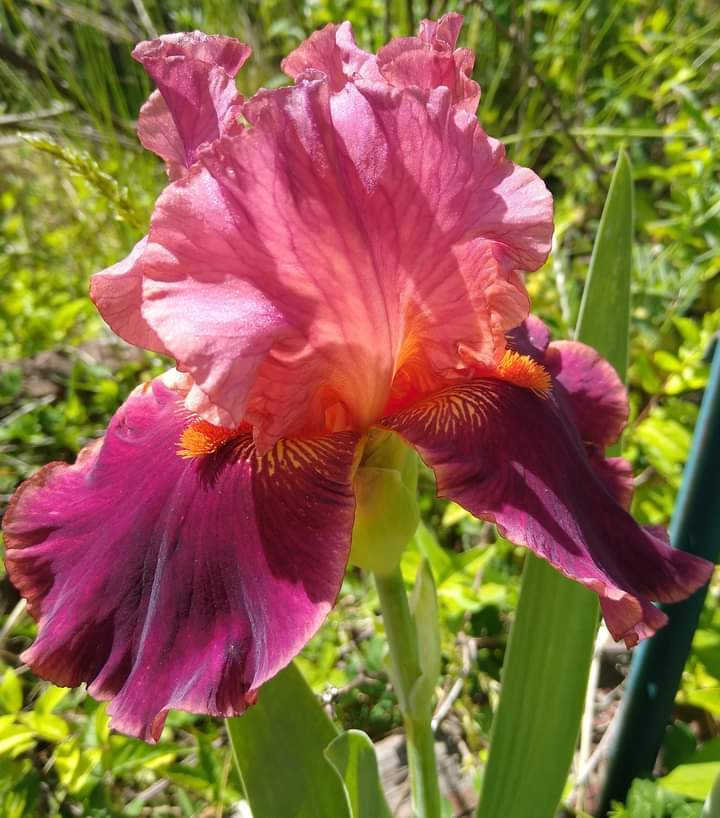 Photo of Tall Bearded Iris (Iris 'Drinks at Sunset') uploaded by UndyingLight