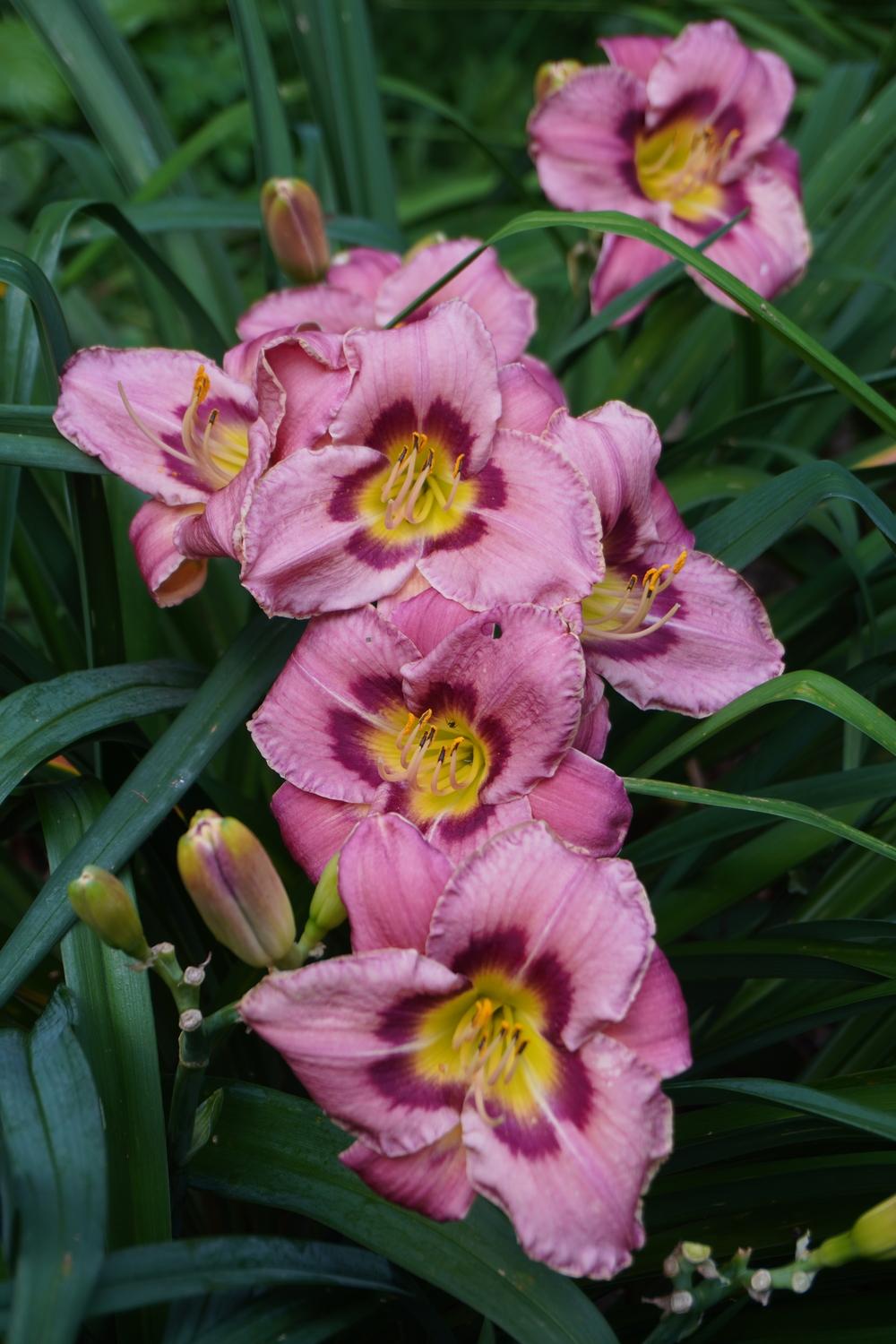 Photo of Daylily (Hemerocallis 'Always Afternoon') uploaded by D3LL