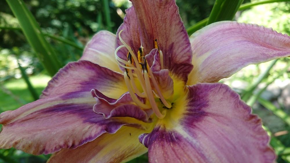Photo of Daylily (Hemerocallis 'Mildred Mitchell') uploaded by D3LL