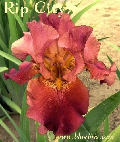 Photo of Tall Bearded Iris (Iris 'Rip City') uploaded by Joy