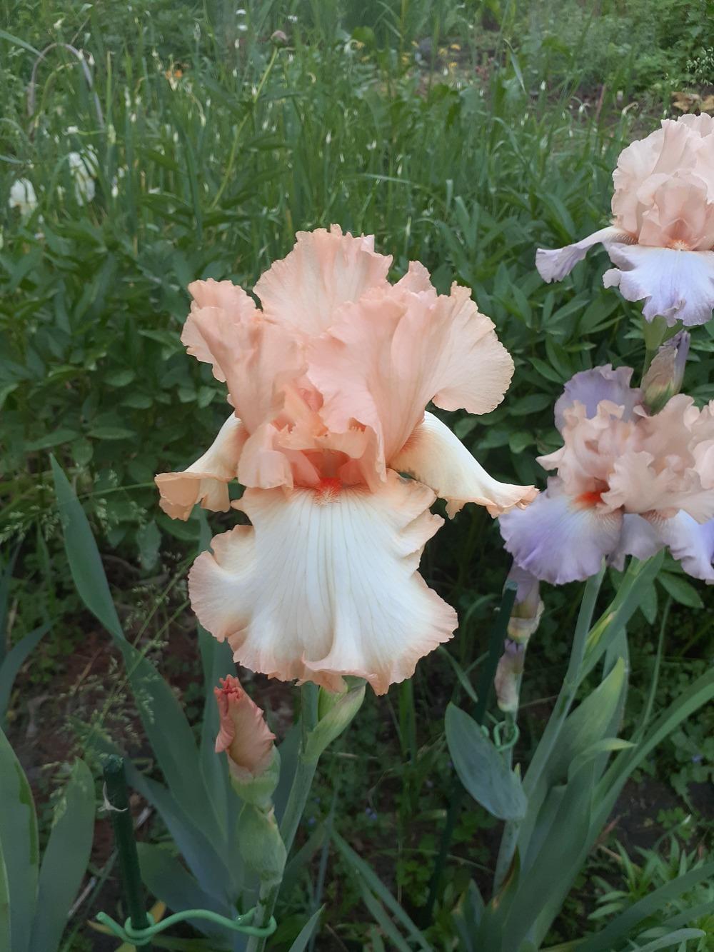 Photo of Tall Bearded Iris (Iris 'Barbara My Love') uploaded by MNdigger