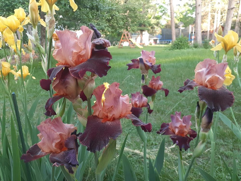Photo of Tall Bearded Iris (Iris 'Backdraft') uploaded by MNdigger