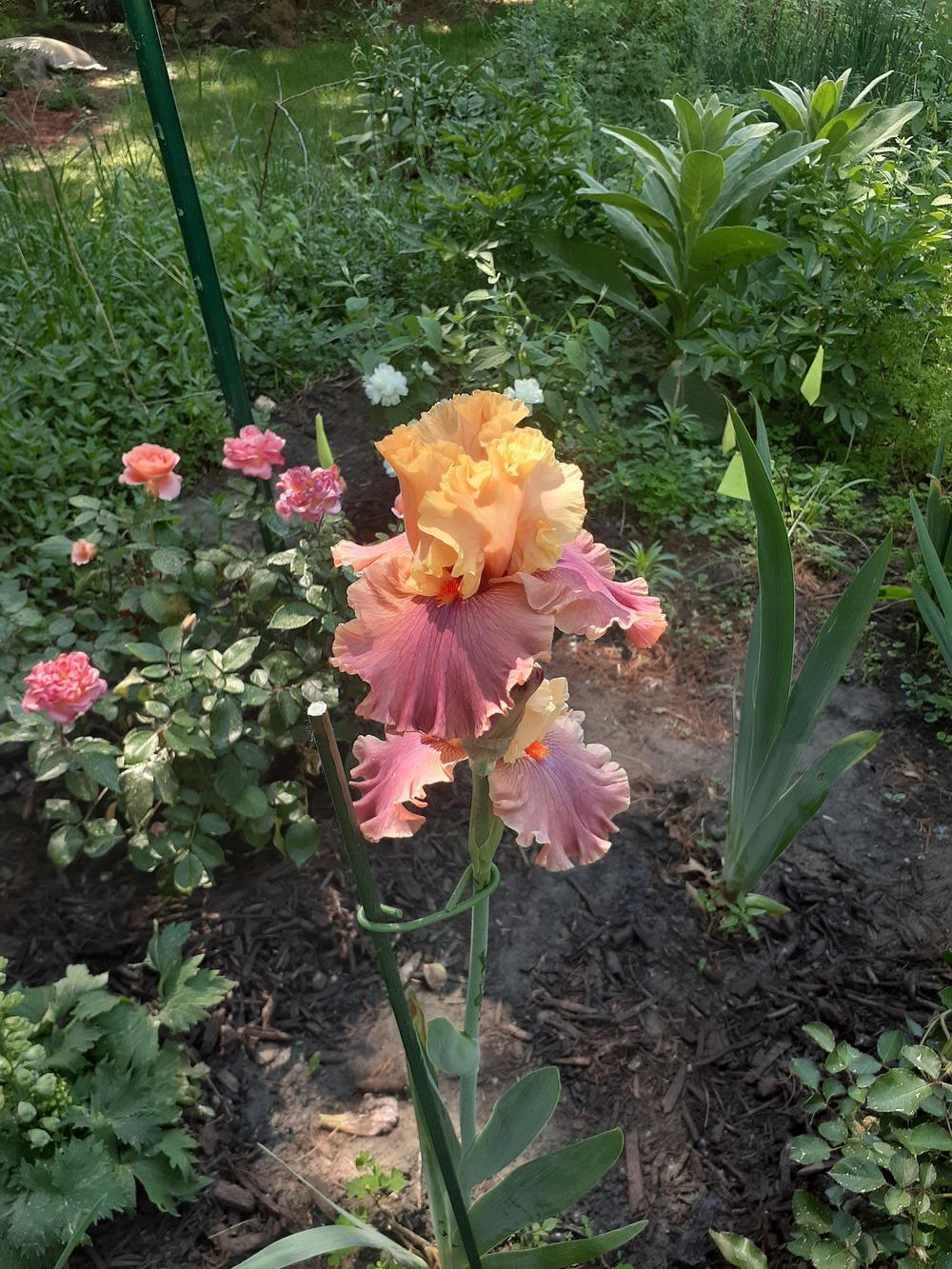 Photo of Tall Bearded Iris (Iris 'Glamazon') uploaded by MNdigger