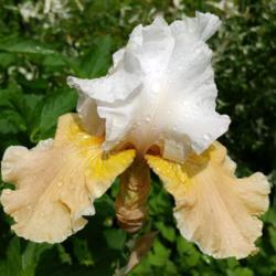 Location: Eagle Bay, New York
Date: 2019-06-29
Tall Bearded Iris (Iris 'Champagne Elegance')