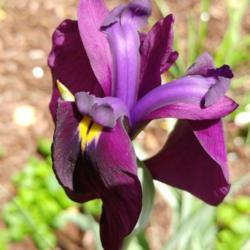 Location: Eagle Bay, New York
Date: 2019-06-29
Japanese Iris (Iris ensata 'Silverband')