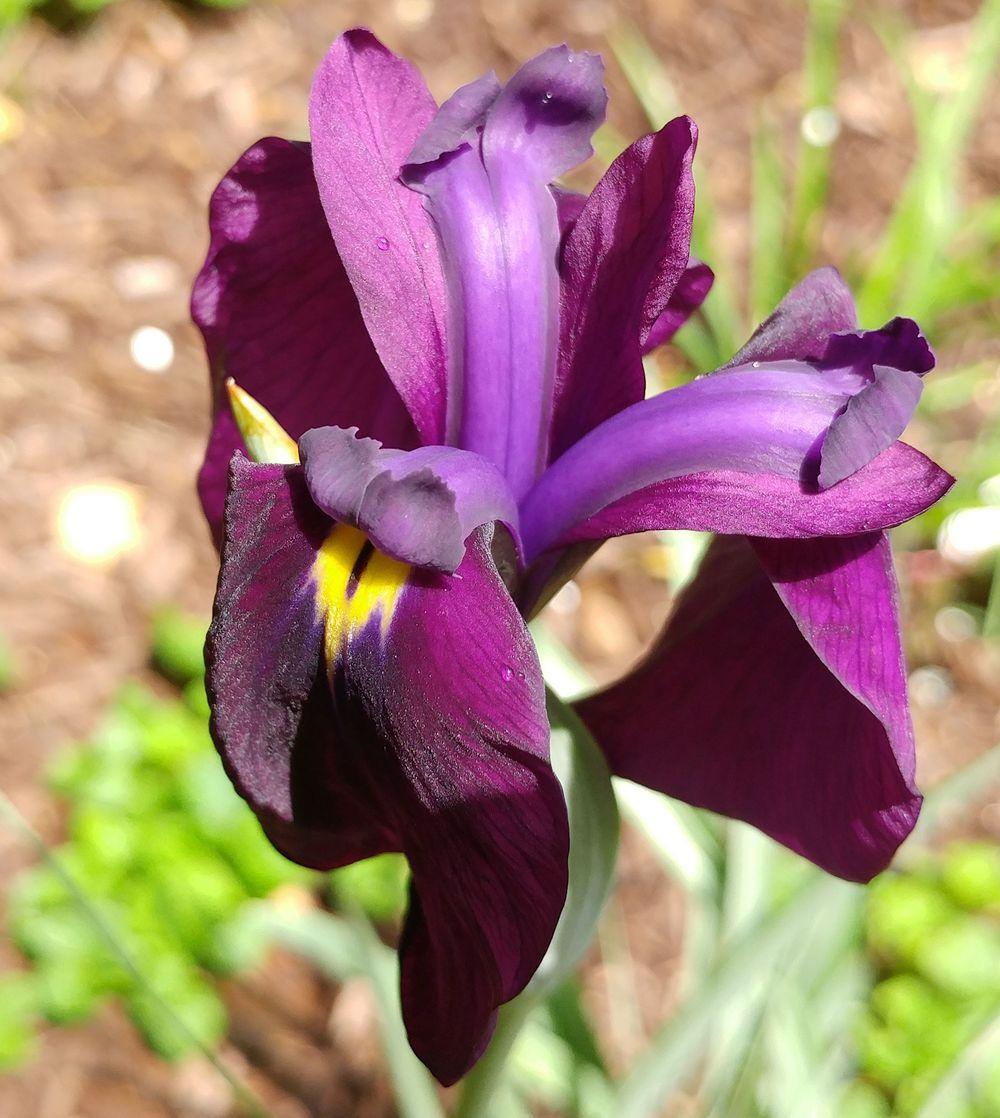 Photo of Japanese Iris (Iris ensata 'Silverband') uploaded by adknative