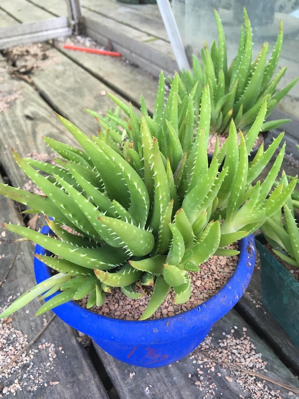 Photo of Aloes (Aloe) uploaded by Djinnrickey