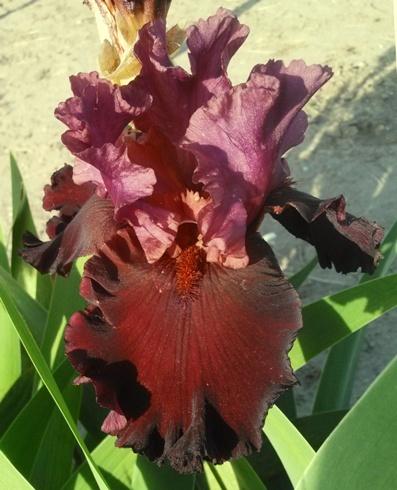 Photo of Tall Bearded Iris (Iris 'Saturn') uploaded by Joy