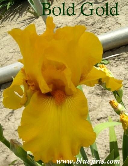 Photo of Tall Bearded Iris (Iris 'Bold Gold') uploaded by Joy