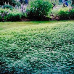 Location: Toronto Ontario Canada
Date: 2002  summer
Spadina House  Galium odoratum naturalizes