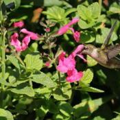 and a Ruby-throated Hummingbird