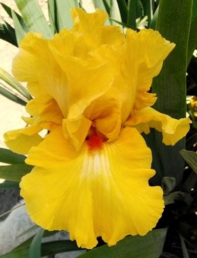 Photo of Tall Bearded Iris (Iris 'Miami Beach') uploaded by Joy