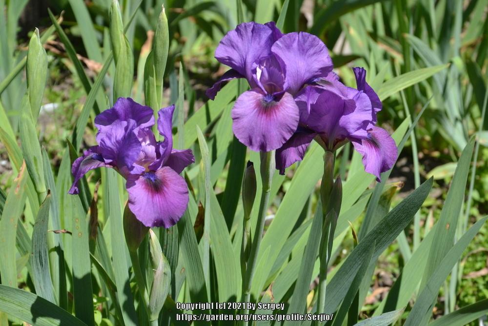Photo of Arilbred Iris (Iris 'Parable') uploaded by Serjio