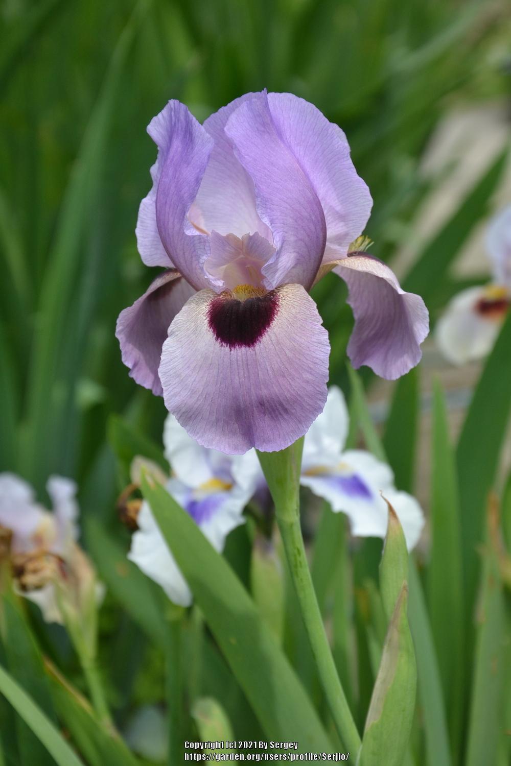 Photo of Arilbred Iris (Iris 'Lancer') uploaded by Serjio