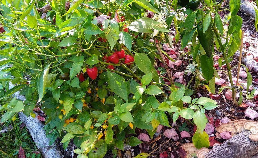 Photo of Hot Pepper (Capsicum annuum 'Cherry Bomb') uploaded by adknative