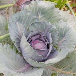 Location: Eagle Bay, New York
Date: 2021-07-29
Cabbage (Brassica oleracea var. capitata 'Red Express')