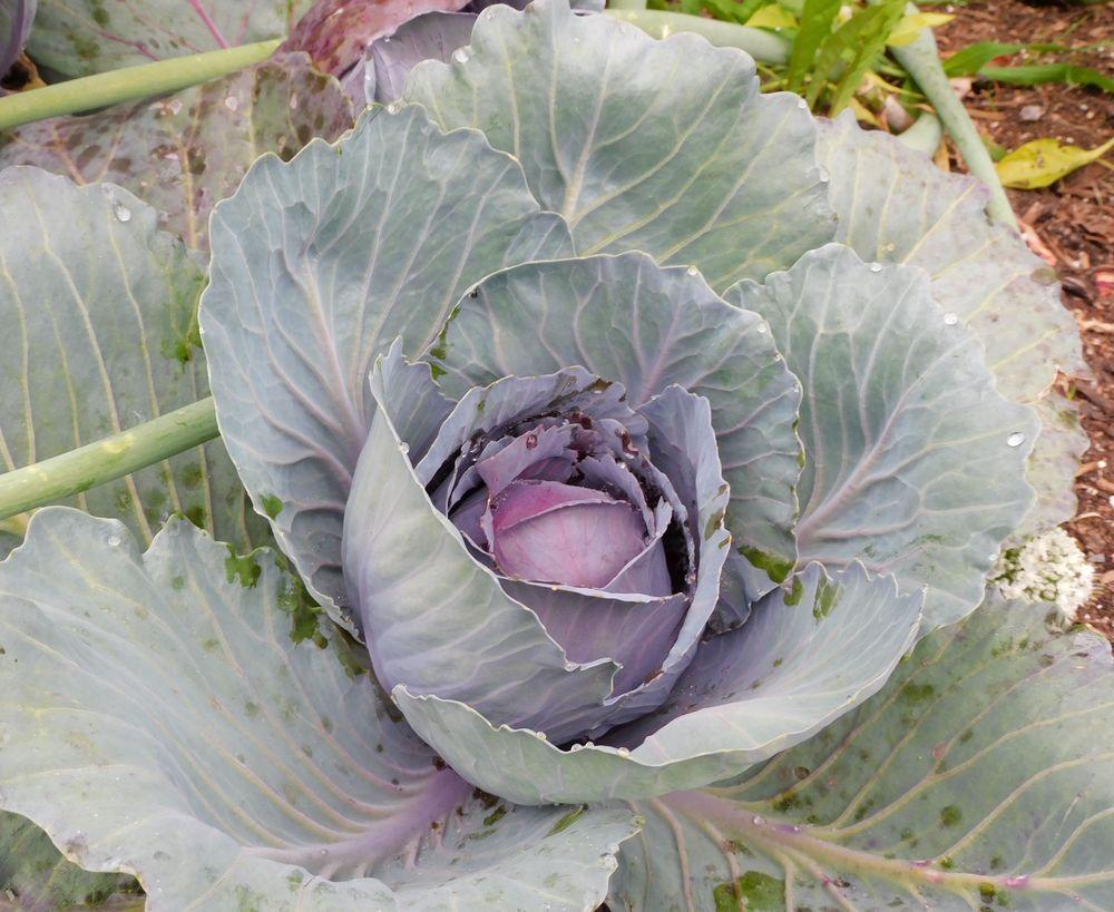 Photo of Cabbage (Brassica oleracea var. capitata 'Red Express') uploaded by adknative
