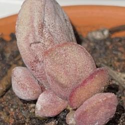 Location:  Sacramento CA
Date: 2021-10-13
A pink form.  Young plant in 3 inch pot. Very slow growing.