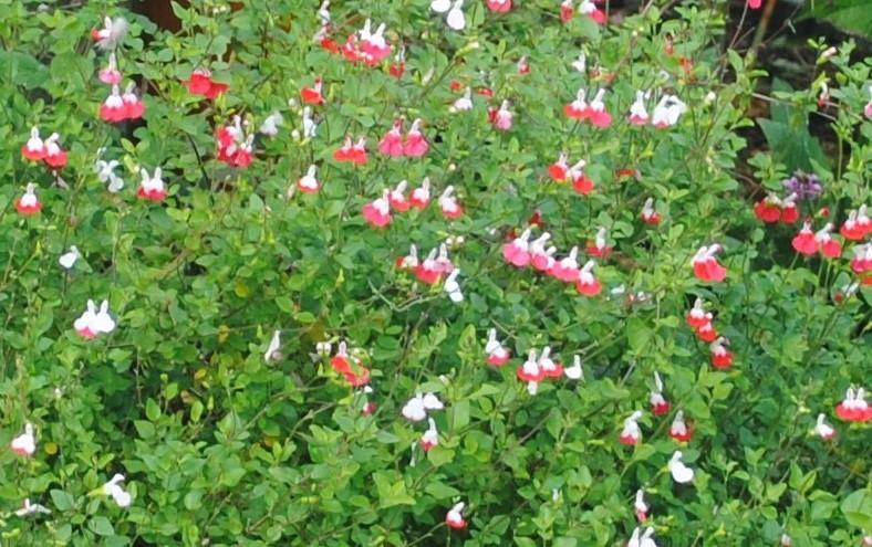 Photo of Blackcurrant Sage (Salvia microphylla 'Hot Lips') uploaded by ILPARW
