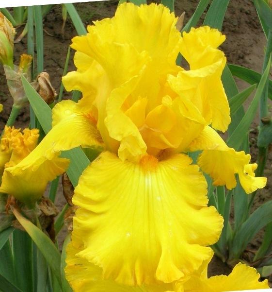 Photo of Tall Bearded Iris (Iris 'Sunblaze') uploaded by Joy