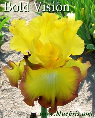 Photo of Tall Bearded Iris (Iris 'Bold Vision') uploaded by Joy