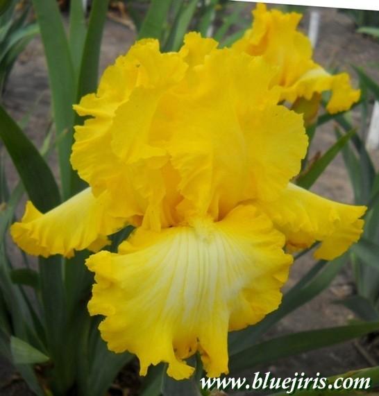 Photo of Tall Bearded Iris (Iris 'That's All Folks') uploaded by Joy