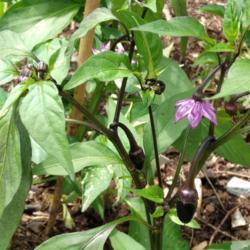Location: Eagle Bay, New York
Date: 2021-06-30
Hot Pepper (Capsicum annuum 'Black Hungarian') buds, blooms and s