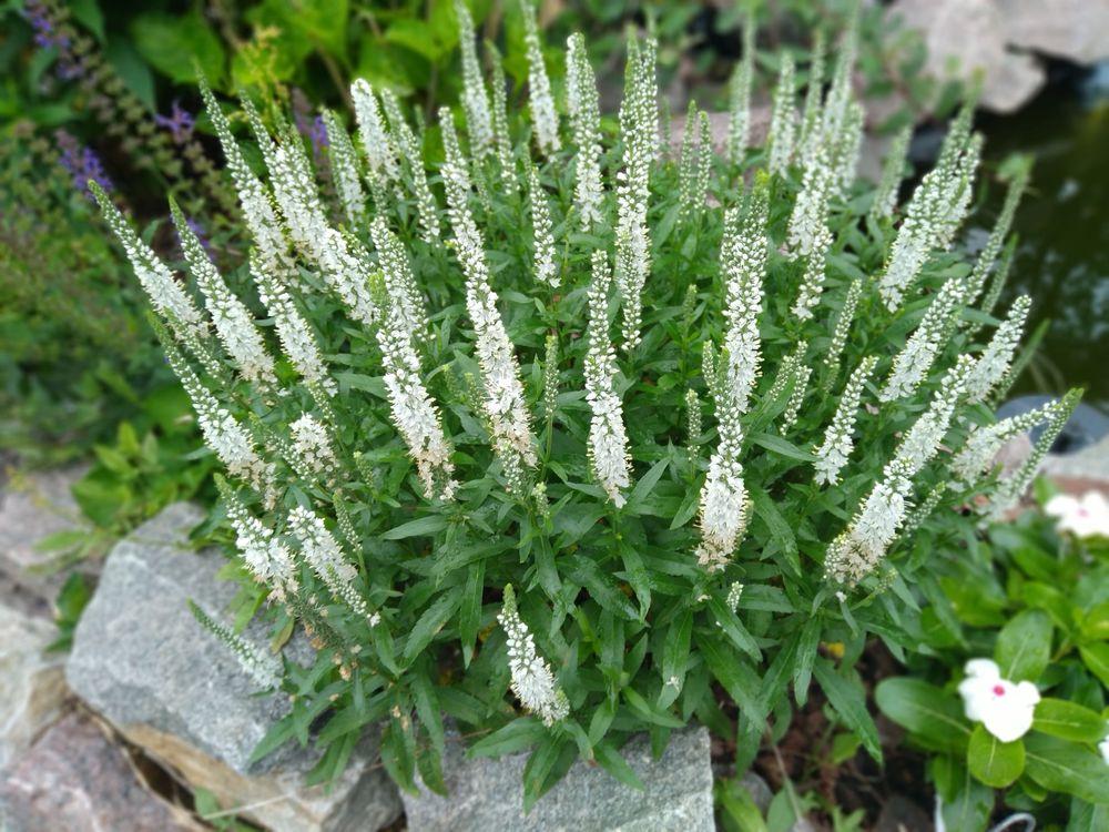 Photo of Spike Speedwell (Veronica Magic Show™ White Wands) uploaded by adknative