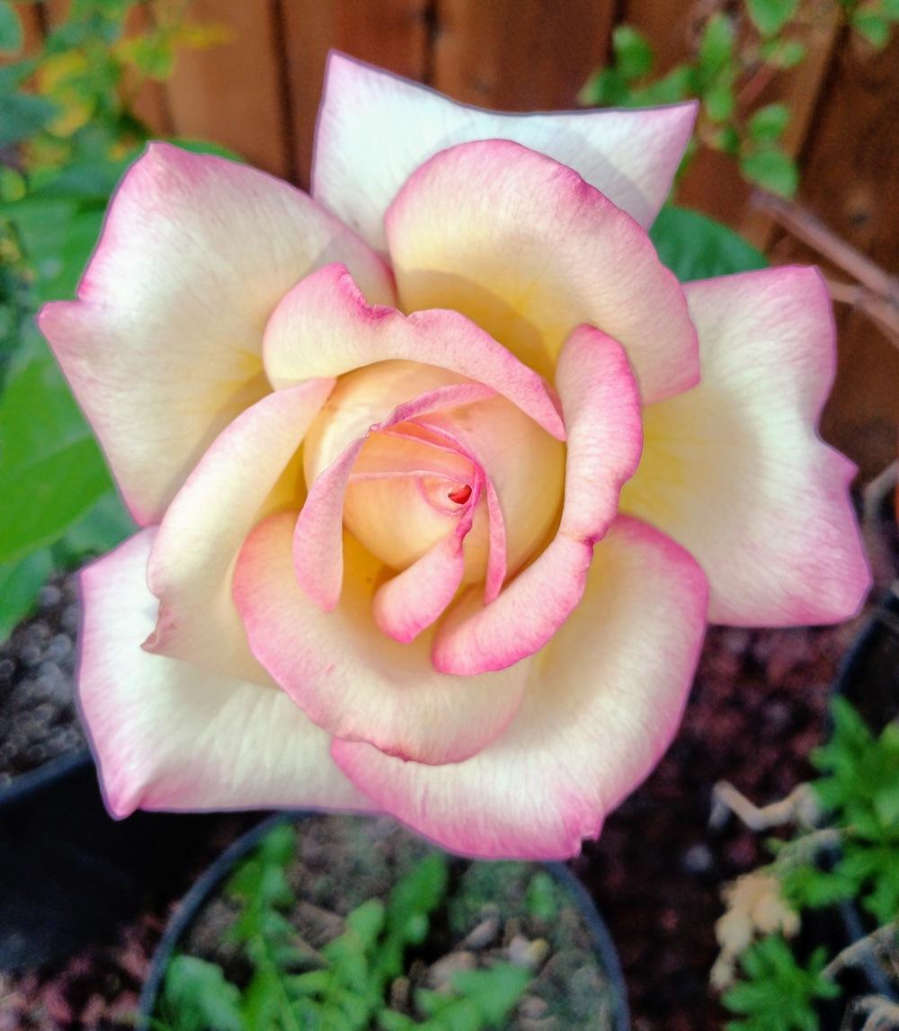 Photo of Hybrid Tea Rose (Rosa 'Peace') uploaded by Daisysdaughter