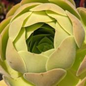 Aeonium Blushing beauty, in dormancy- not to be confused with its