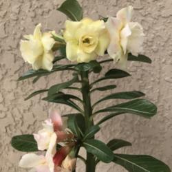 Location: Tampa, Florida
Date: 2021-10-28
Interesting color variations of my yellow grafted desert rose.