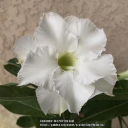 Location: Tampa, Florida
Date: 2021-10-28
My white desert rose double petals, this is grafted.