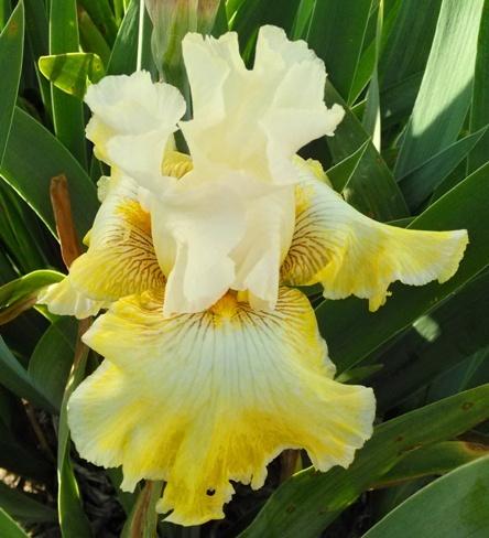 Photo of Tall Bearded Iris (Iris 'Blinding Light') uploaded by Joy