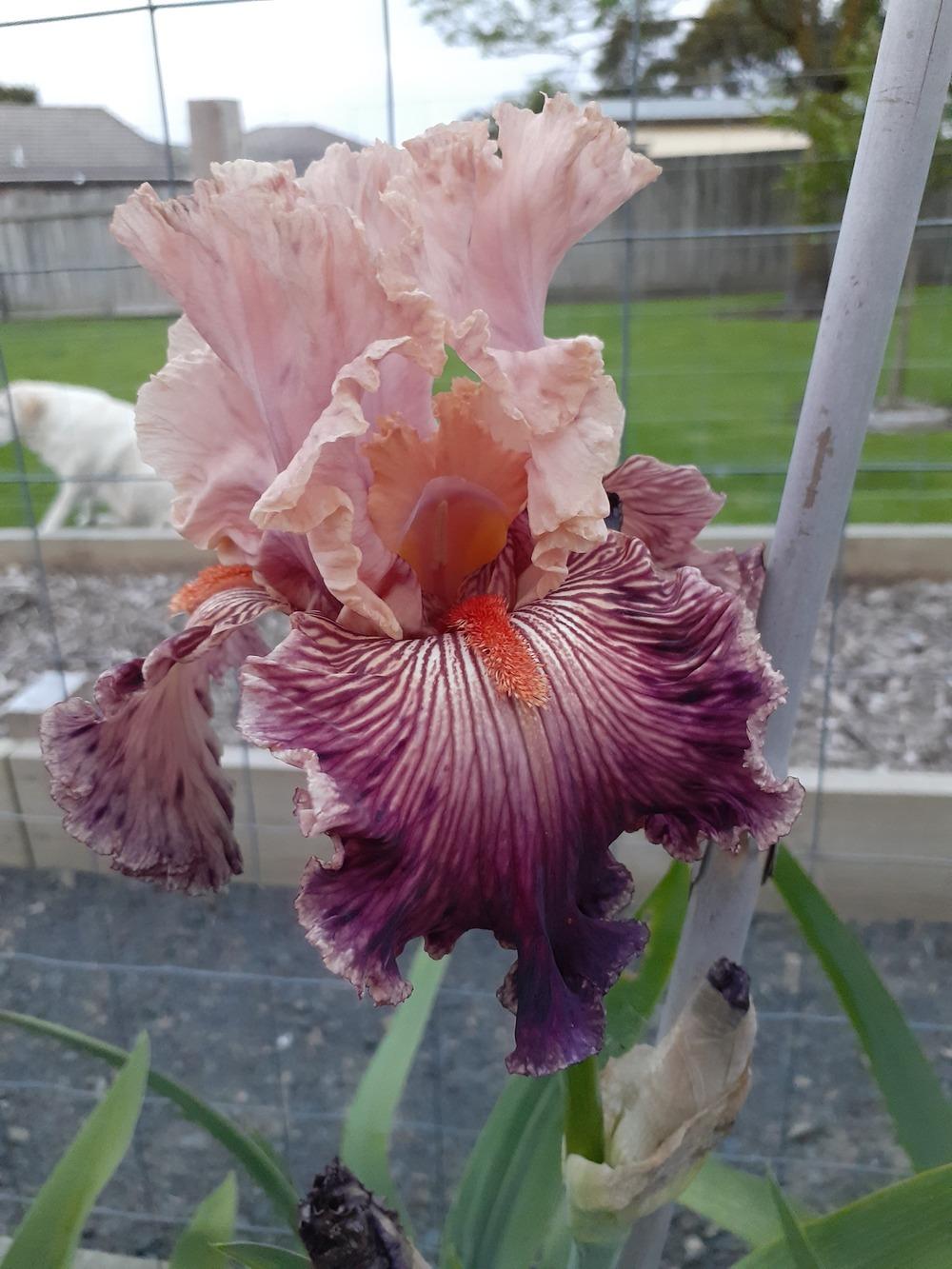 Photo of Tall Bearded Iris (Iris 'Full of Magic') uploaded by PaulaHocking