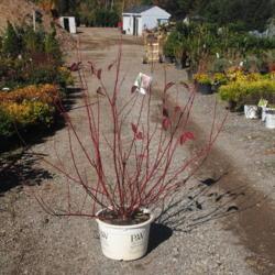 Location: Downingtown, Pennsylvania
Date: 2021-10-28
plant for sale in a big pot at Harmony Hill Nursery