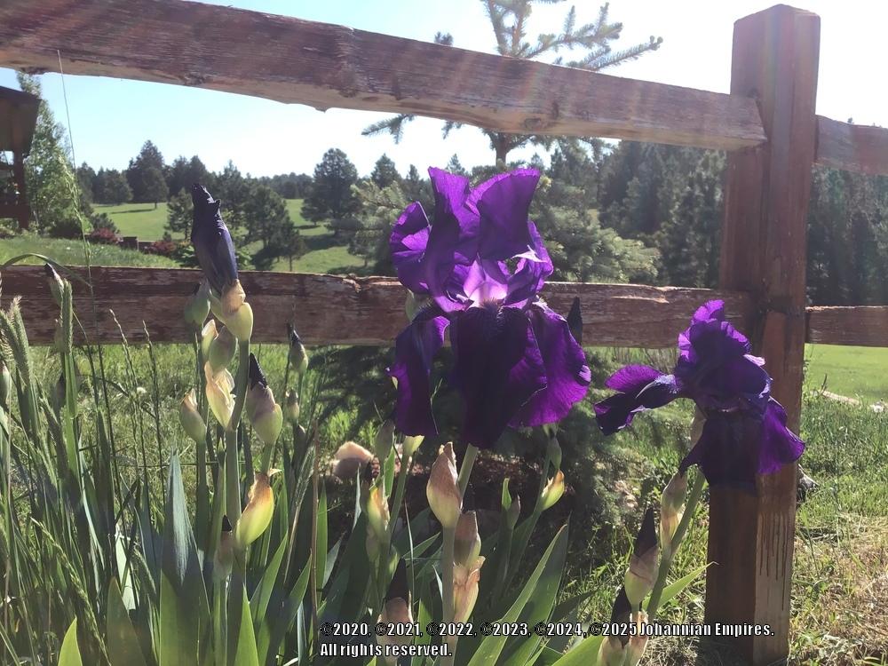 Photo of Irises (Iris) uploaded by Johannian