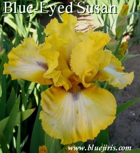 Photo of Tall Bearded Iris (Iris 'Blue-Eyed Susan') uploaded by Joy