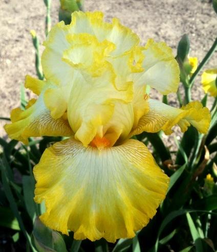 Photo of Tall Bearded Iris (Iris 'Zesting Lemons') uploaded by Joy